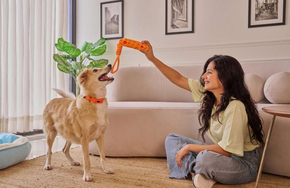 戰國策集團掌握毛孩商機:戰國策全方位網路行銷策略,助攻寵物用品業績翻倍 掌握毛孩商機:戰國策全方位網路行銷策略,助攻寵物用品業績翻倍戰國策集團
