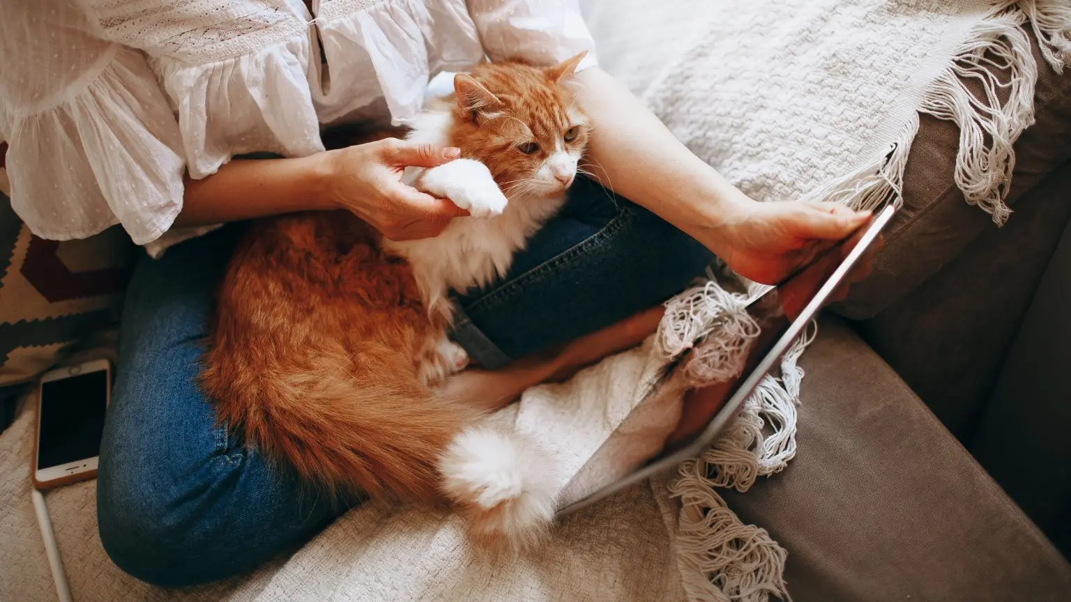 寵物用品行銷戰略：資深顧問教你如何增加客戶與生意戰國策集團